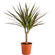Dracaena potted plant. This popular potted plant is a great gift for those who enjoy home planting.