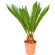 Cycas Palm Tree. This exotic palm will make a great gift!