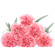 Pink Carnations. Malaysia